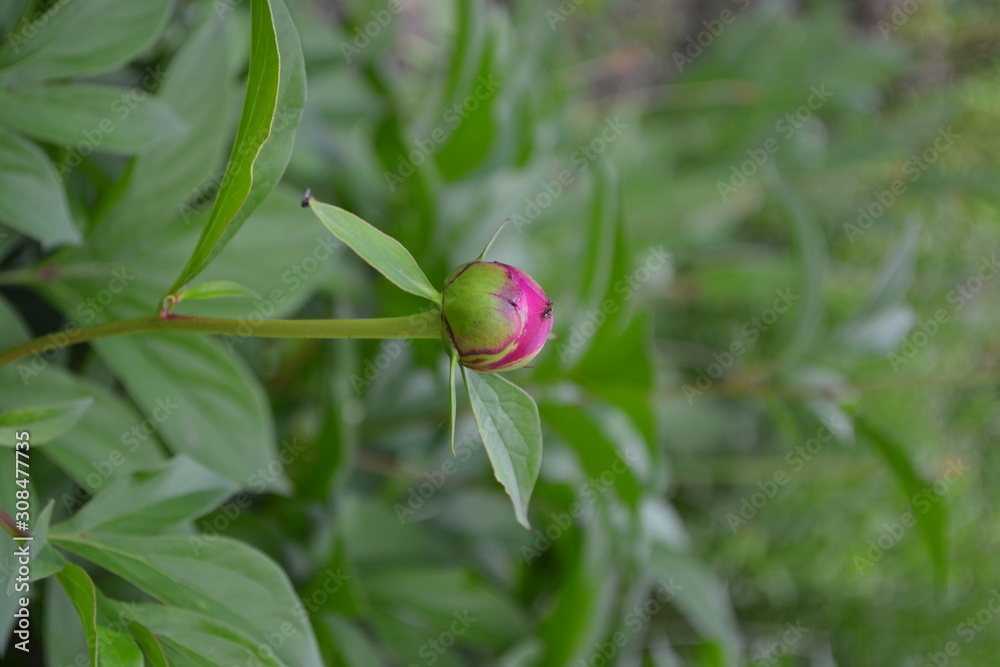 Gardening. Home garden, flower bed. House, field. Green leaves, bushes. Flower Peony. Paeonia, herbaceous perennials and deciduous shrubs. Young buds Gardening. Home garden, flower bed. House, field. Green leaves, bushes. Flower Peony. Paeonia, herbaceous perennials and deciduous shrubs. Young buds