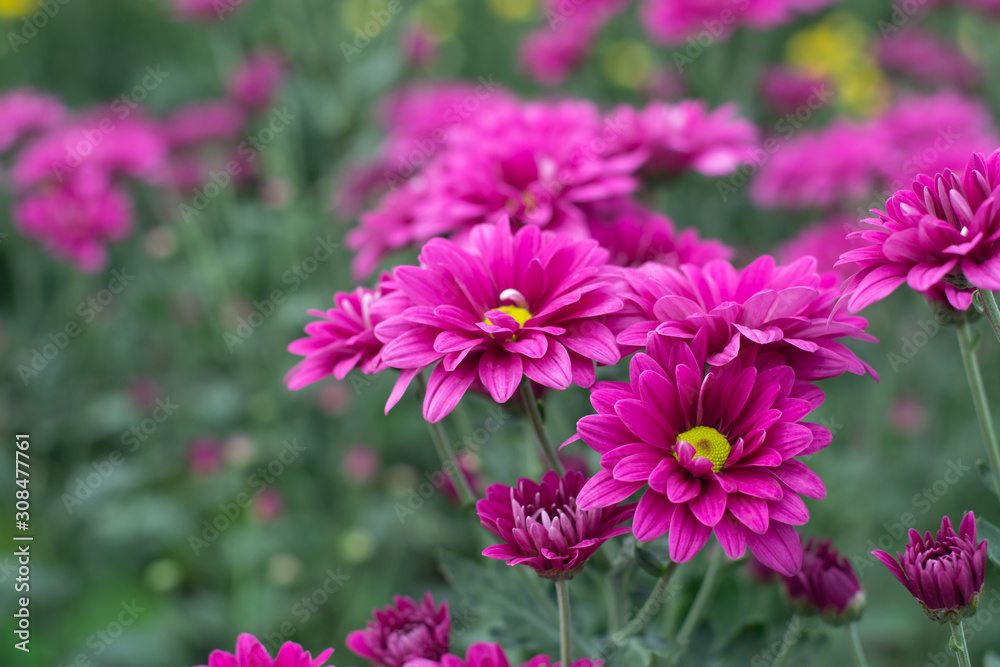 Beautiful pink chrysanthemums in the garden Beautiful pink chrysanthemums in the garden
