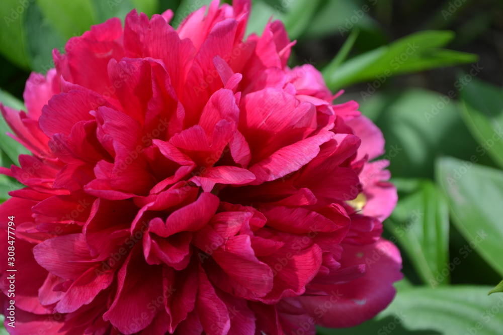 Home garden, flower bed. Gardening. Green leaves. Flower Peony. Paeonia, herbaceous perennials and deciduous shrubs. Red flowers