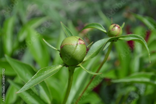 Gardening. Home garden, flower bed. Green leaves, bushes. Flower Peony. Paeonia, herbaceous perennials and deciduous shrubs. Young buds photo