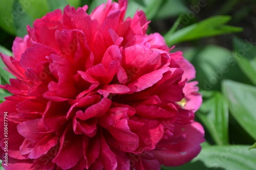 Home garden  flower bed. Gardening. Green leaves. Flower Peony. Paeonia  herbaceous perennials and deciduous shrubs. Red flowers