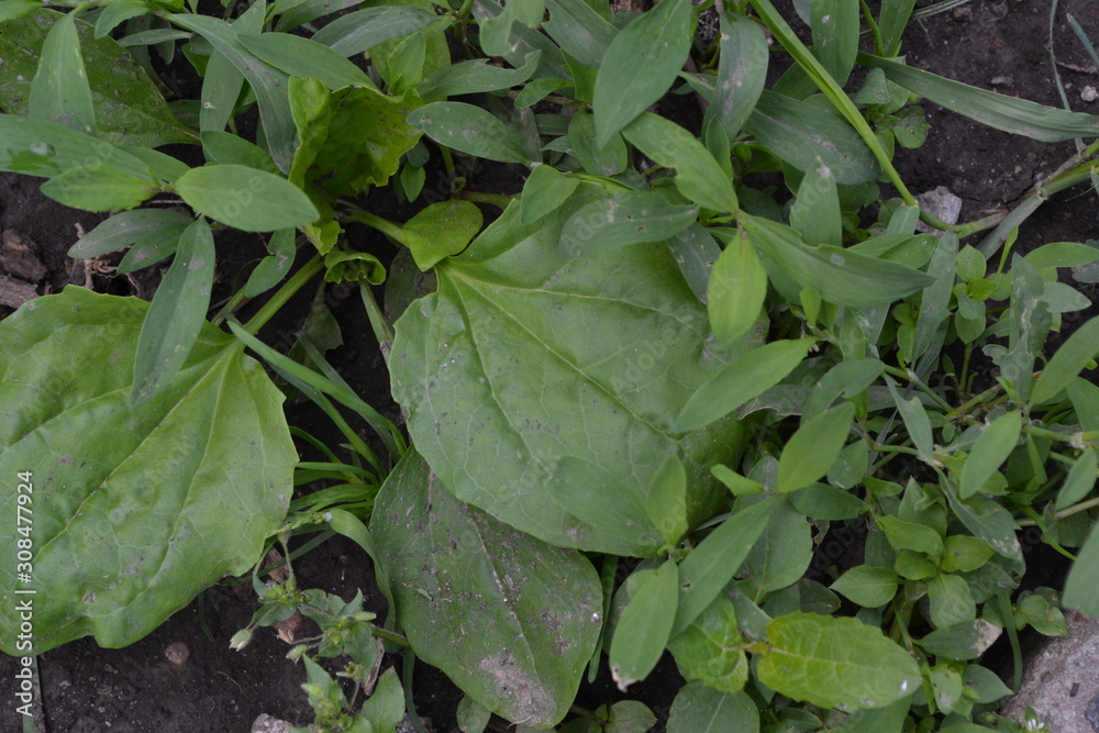 Fototapeta premium Gardening. Green leaves. Plantain. Plantago Major, a perennial herb of the family Plantagenaceae. Valuable medicinal plant