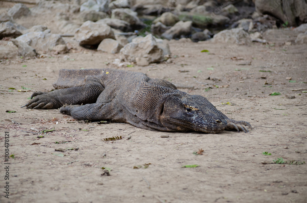 Komodo Waran Komodo Waran