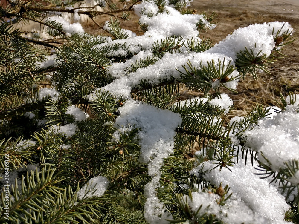  First snow christmas tree 4