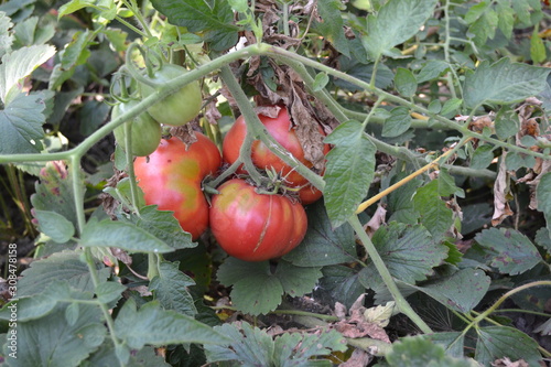Gardening. Green. Red vegetables. Tomato. Solanum lycopersicum, herbaceous plant, genus Solanum. Tasty and healthy