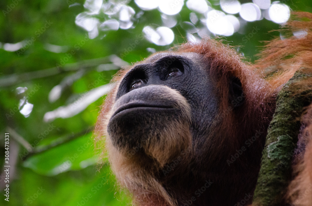 Fototapeta premium Orang Utan in Sumatra