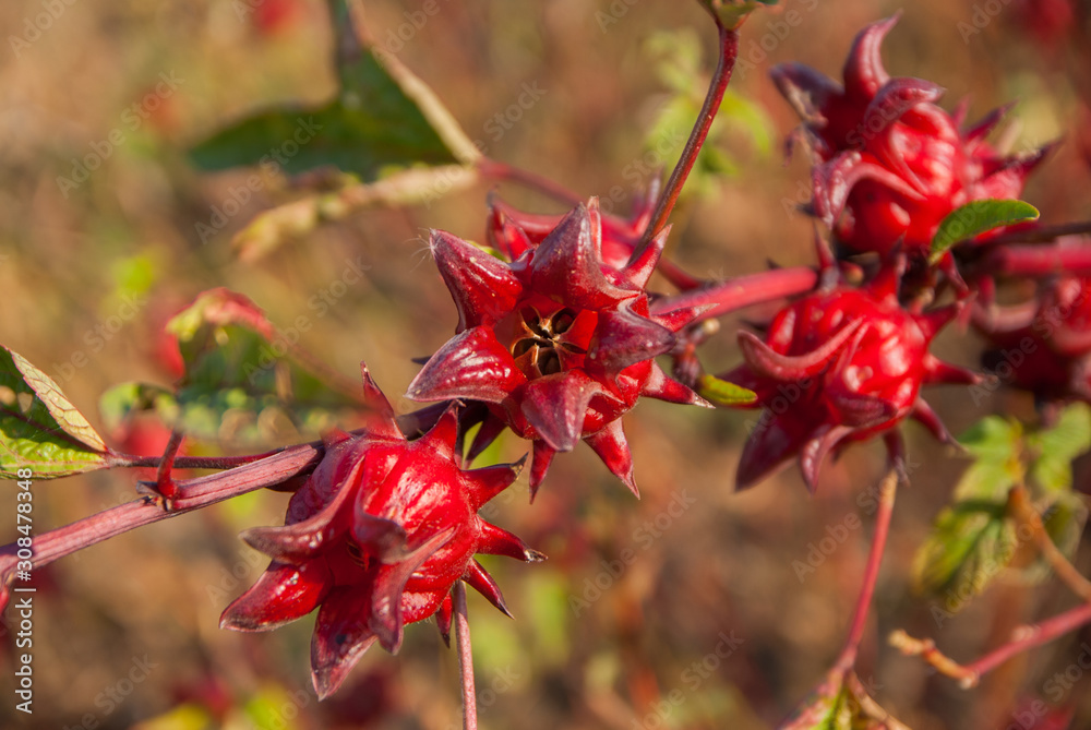 roselle, roselle for farm, roselle for farm from Thailand country roselle, roselle for farm, roselle for farm from Thailand country