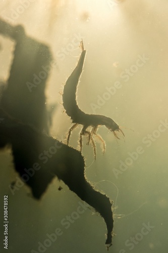 Pływak żółtobrzeżek (Dytiscus marginalis), larwa