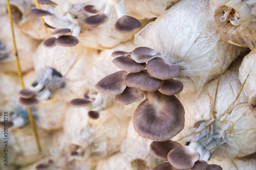 Organic oyster mushroom growing on soil in plastic bag , Pleurotus pulmonarius or phoenix mushroom