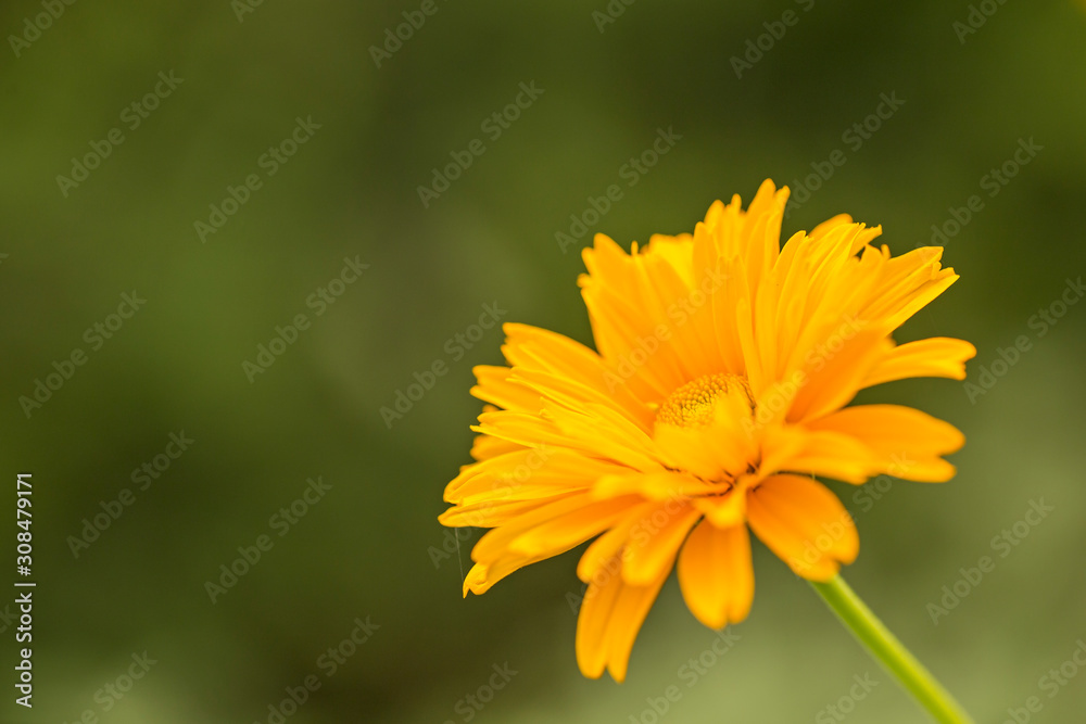 Obraz premium Beautiful yellow flower Coreopsis grandiflora (Largeflower tickseed), beautiful orange bokeh sunset background.