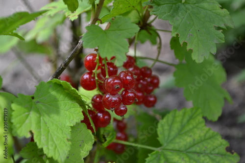 Gardening. Green leaves, bushes. Red juicy berries. Tasty and healthy. Red currant, ordinary, garden. Small deciduous shrub family Grossulariaceae