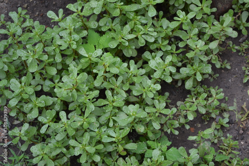 Gardening. Home garden, flower bed. House, field. Green leaves, bushes. Purslane, annual herbaceous succulent plants. Portulaca oleracea Gardening. Home garden, flower bed. House, field. Green leaves, bushes. Purslane, annual herbaceous succulent plants. Portulaca oleracea