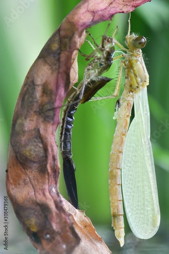 Metamorfoza ważki