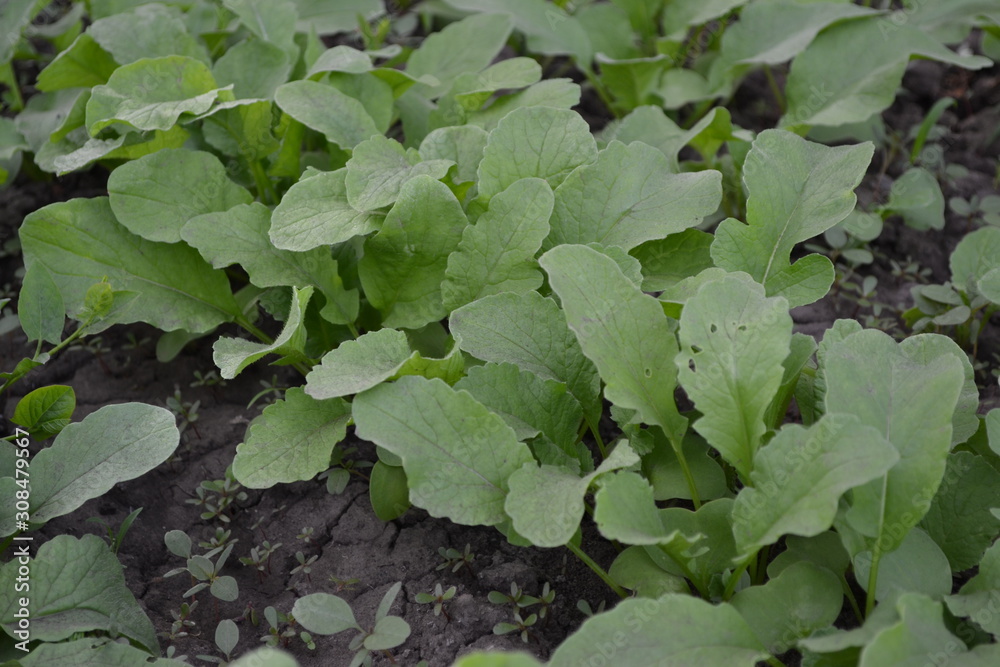 Home garden, flower bed. Green leaves, bushes. Raphanus sativus. Radish, vegetable, root vegetable. Delicious salad, soup. Young shoots. Tasty and healthy Home garden, flower bed. Green leaves, bushes. Raphanus sativus. Radish, vegetable, root vegetable. Delicious salad, soup. Young shoots. Tasty and healthy