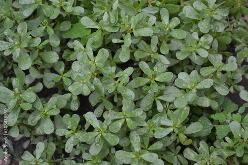 Home garden, flower bed. Gardening. Green leaves, bushes. Purslane, annual herbaceous succulent plants. Portulaca oleracea. Tasty and healthy