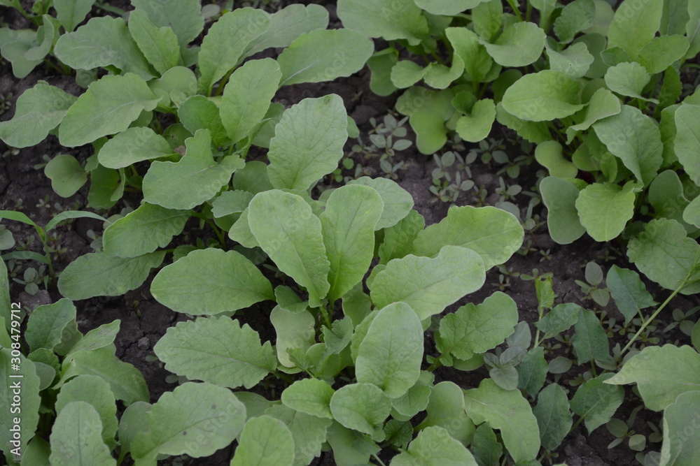 Home garden, flower bed. Raphanus sativus. Radish, vegetable, root vegetable. Delicious salad. Young shoots Home garden, flower bed. Raphanus sativus. Radish, vegetable, root vegetable. Delicious salad. Young shoots