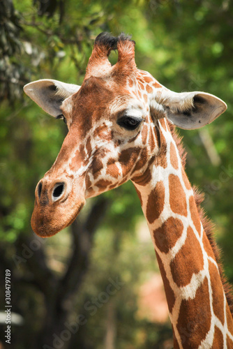 South African Giraffe Clouse up(Giraffa camelopardalis giraffa) © Marcio