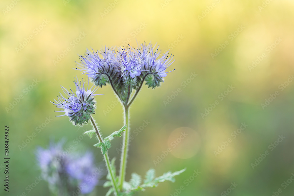 Phacelia honey plant in full bloom, beautiful blurred bokeh background of evening sunset. Flowers for bees, beekeeping. Phacelia tanacetifolia Phacelia honey plant in full bloom, beautiful blurred bokeh background of evening sunset. Flowers for bees, beekeeping. Phacelia tanacetifolia