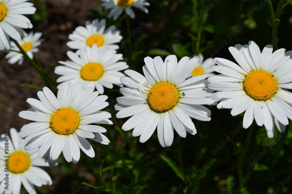 Green leaves, bushes. Home garden, flower bed. House, field, farm. Daisy flower, chamomile. Matricaria Perennial flowering plant of the Asteraceae family. White flowers Green leaves, bushes. Home garden, flower bed. House, field, farm. Daisy flower, chamomile. Matricaria Perennial flowering plant of the Asteraceae family. White flowers