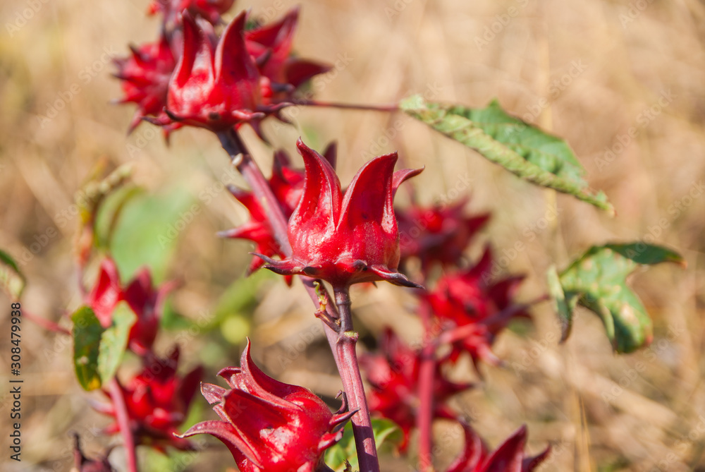 Obraz premium roselle, roselle for farm, roselle for farm from Thailand country