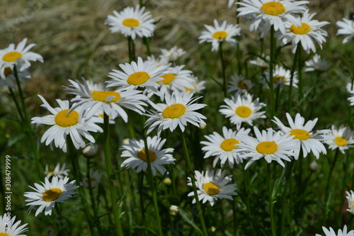 Home garden, flower bed. Gardening. House, field, farm. Daisy flower, chamomile. Matricaria Perennial flowering plant of the Asteraceae family. Beautiful, delicate inflorescences. White flowers