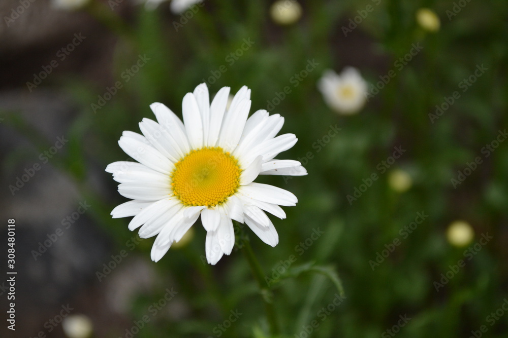 Home garden, flower bed. House, field. Daisy flower, chamomile. Gardening. Matricaria. Perennial flowering plant of the Asteraceae family. Beautiful, delicate inflorescences. White flowers Home garden, flower bed. House, field. Daisy flower, chamomile. Gardening. Matricaria. Perennial flowering plant of the Asteraceae family. Beautiful, delicate inflorescences. White flowers