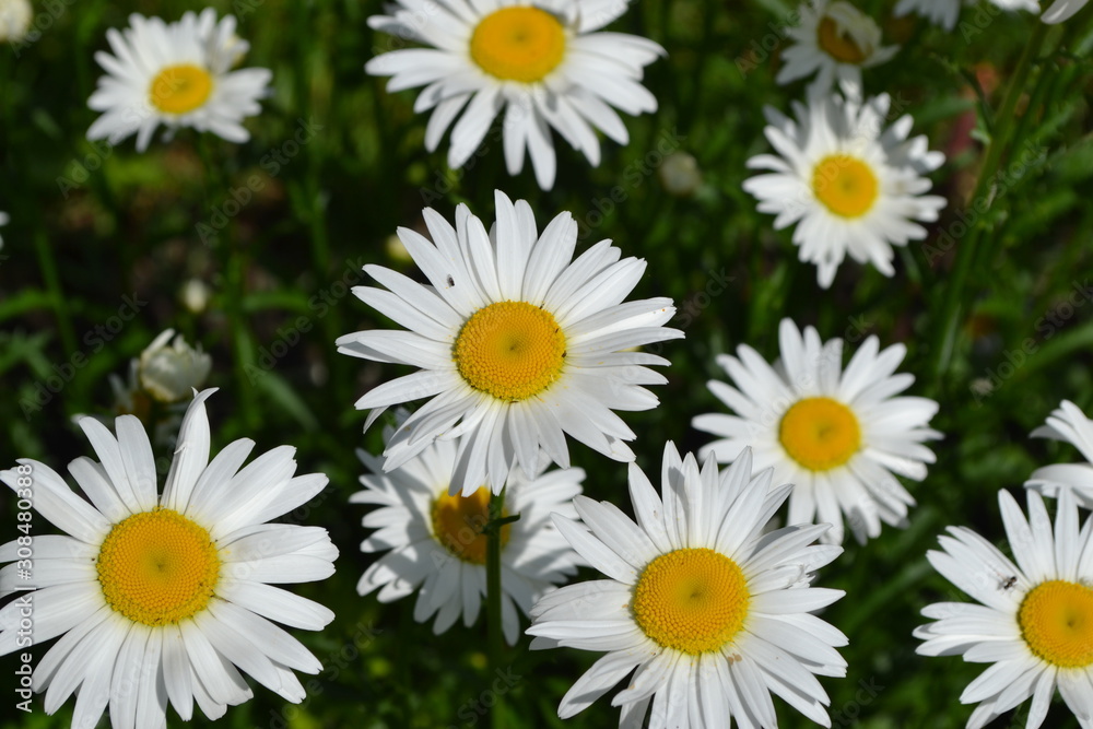 Gardening. Home garden, flower bed. House, field, farm, village. Daisy flower, chamomile. Matricaria Perennial flowering Gardening. Home garden, flower bed. House, field, farm, village. Daisy flower, chamomile. Matricaria Perennial flowering