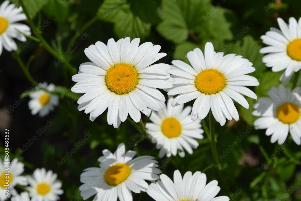 White flowers. Gardening. Home garden. Daisy flower, chamomile. Matricaria Perennial flowering plant of the Asteraceae family. Beautiful, delicate inflorescences