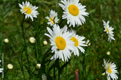 White flowers. Green leaves, bushes. Gardening Home garden, flower bed. House, field, farm. Daisy flower, chamomile. Matricaria Perennial flowering plant of the Asteraceae family photo