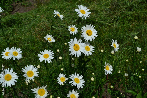 White flowers. Green leaves, bushes. Gardening Home garden, flower bed. House. Daisy flower, chamomile. Matricaria Perennial flowering plant of the Asteraceae family