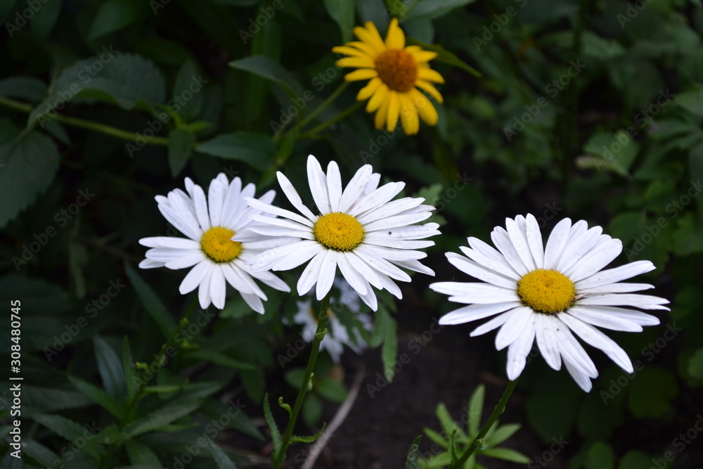 Gardening. Home garden, flower bed. House, field, farm, village. Daisy flower, chamomile. Matricaria Perennial flowering Gardening. Home garden, flower bed. House, field, farm, village. Daisy flower, chamomile. Matricaria Perennial flowering