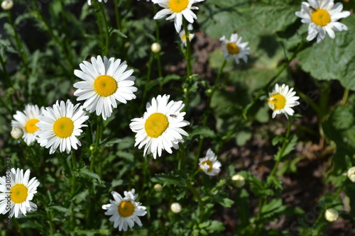 Green leaves  bushes. Gardening Home garden  flower bed. House  field  farm. Daisy flower  chamomile. Matricaria Perennial flowering plant of the Asteraceae family. White flowers