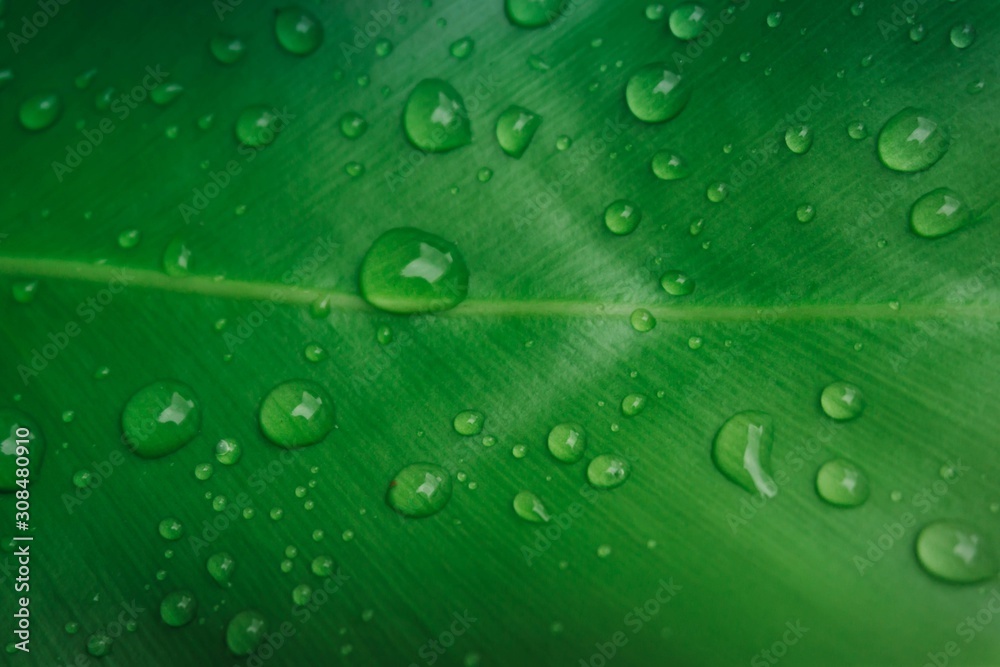 Fresh green leaf with water drop. Green background.