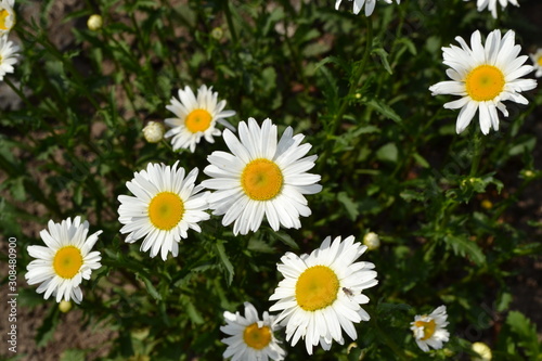 Green leaves  bushes. Gardening Home garden  flower bed. Daisy flower  chamomile. Matricaria Perennial flowering plant of the Asteraceae family. White flowers