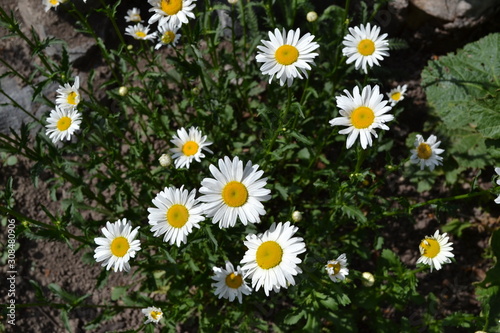 Green leaves  bushes. Gardening Home garden  flower bed. Daisy flower  chamomile. Matricaria Perennial flowering plant. White flowers