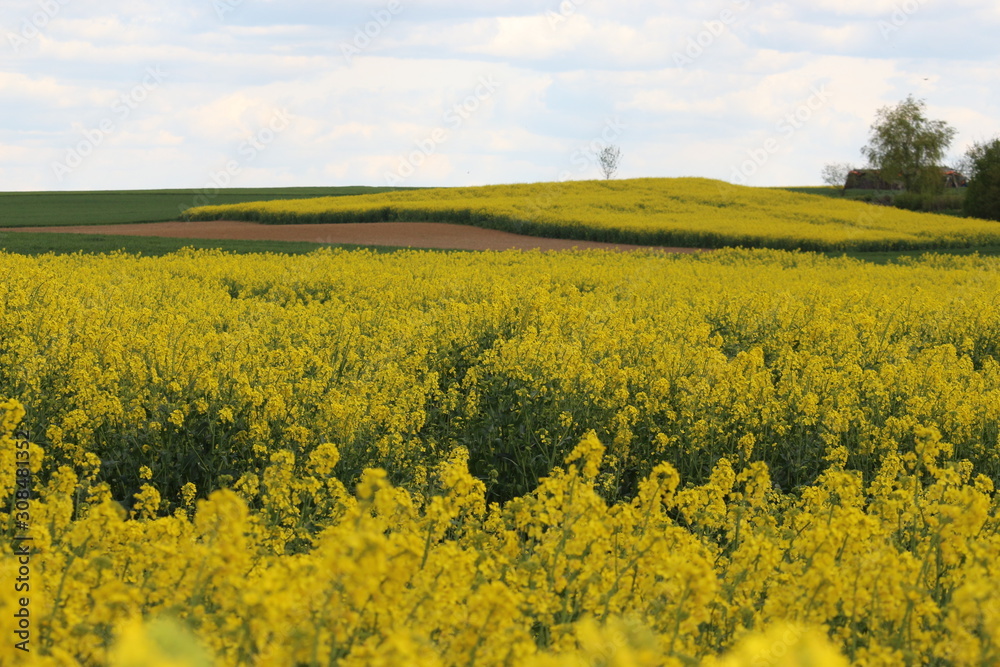 Obraz premium Rapsfelder