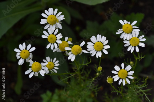 Home garden. White flowers. Gardening. Daisy flower Chamomile. Matricaria chamomilla. Annual herbaceous plant. Beautiful, delicate inflorescences