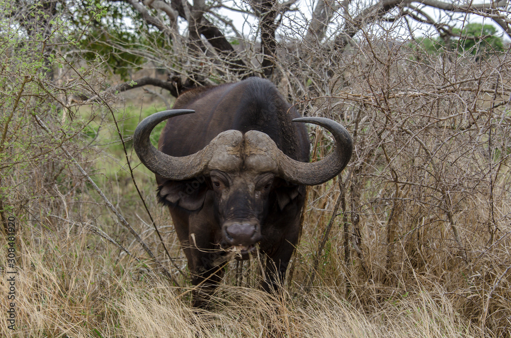 Buffle d'Afrique, Syncerus caffer, Parc national Kruger, Afrique du Sud Buffle d'Afrique, Syncerus caffer, Parc national Kruger, Afrique du Sud