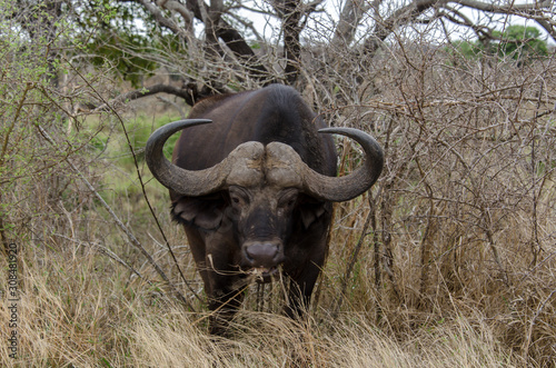 Buffle d Afrique  Syncerus caffer  Parc national Kruger  Afrique du Sud