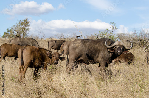 Buffle d Afrique  Syncerus caffer  Parc national Kruger  Afrique du Sud