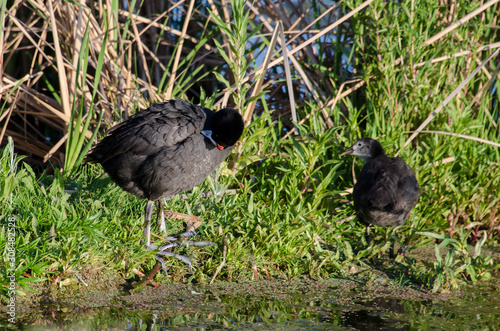 Foulque caronculée,.Fulica cristata, Red knobbed Coot photo