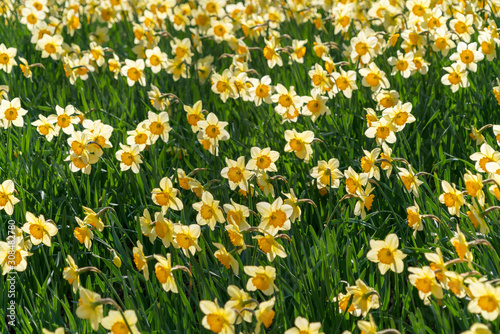 field of yellow flowers