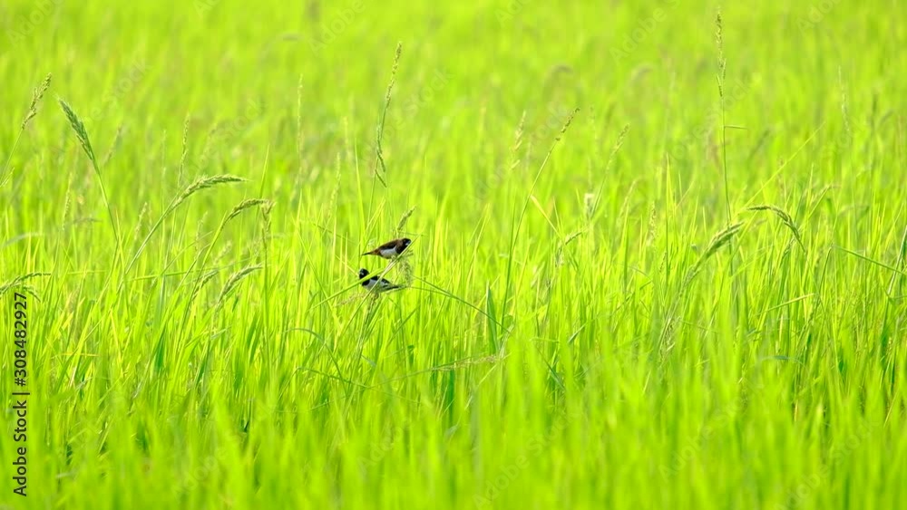 A bird eating paddy in rice field A bird eating paddy in rice field