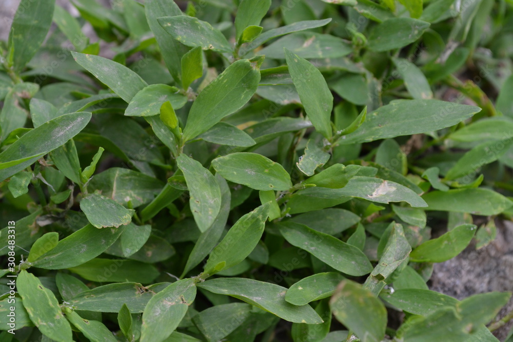 Green leaves. Knotweed bird, Polygonum aviculare. Annual herbaceous plant Green leaves. Knotweed bird, Polygonum aviculare. Annual herbaceous plant