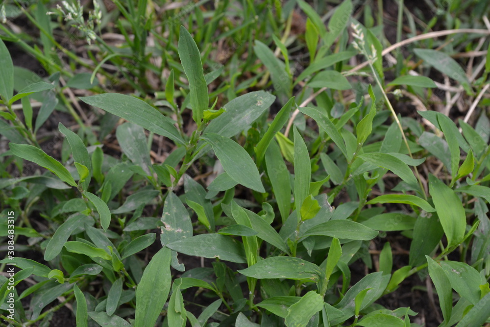 Green. Field. Knotweed bird, Polygonum aviculare. Annual herbaceous plant Green. Field. Knotweed bird, Polygonum aviculare. Annual herbaceous plant