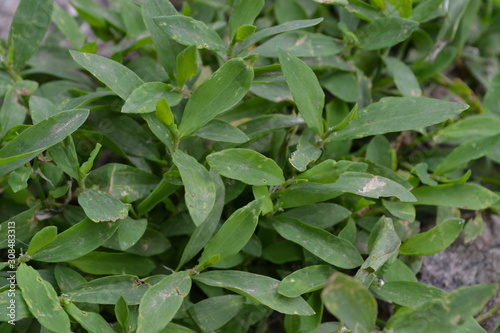 Wallpaper Mural Green leaves. Knotweed bird, Polygonum aviculare. Annual herbaceous plant Torontodigital.ca