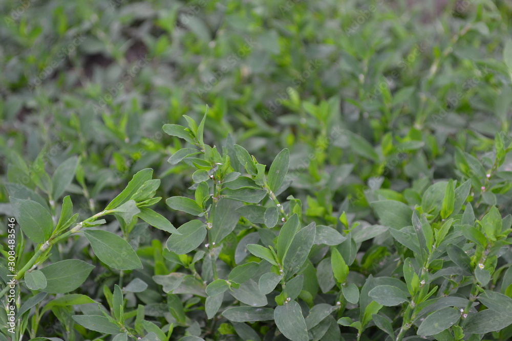 Knotweed bird, Polygonum aviculare. Green leaves. Gardening, Field plant. Annual herbaceous plant Knotweed bird, Polygonum aviculare. Green leaves. Gardening, Field plant. Annual herbaceous plant