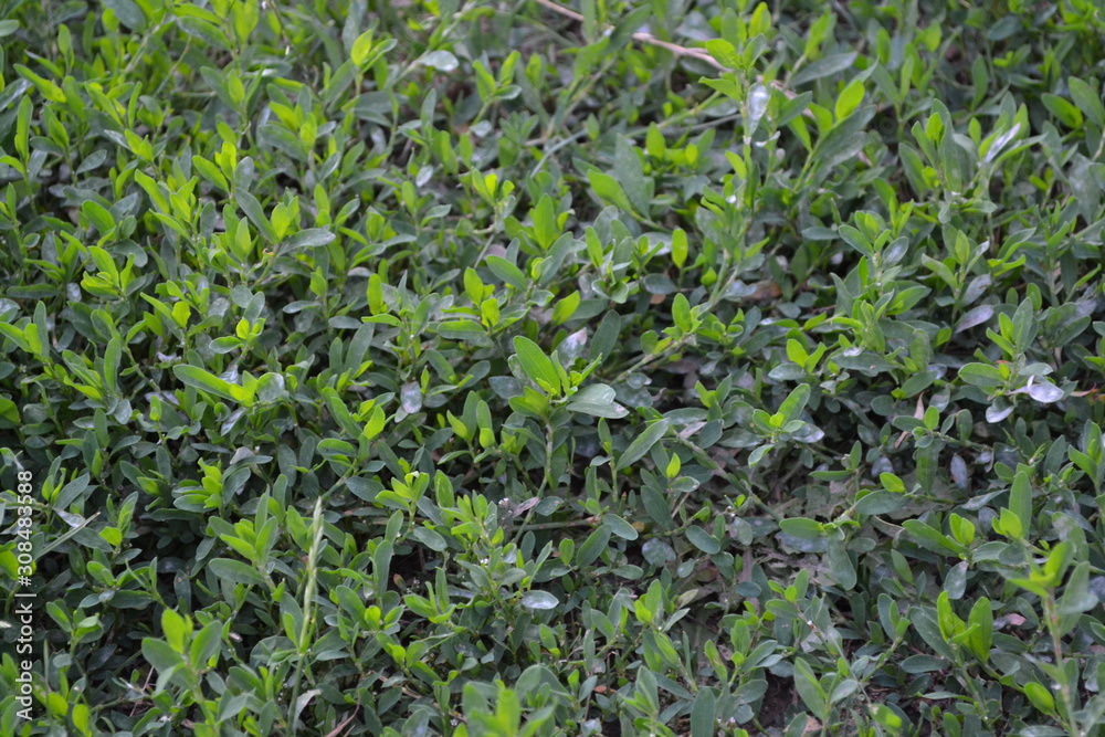 Green leaves, bushes. Field plant. Home garden, flower bed. House, field. Knotweed bird, Polygonum aviculare. Annual herbaceous plant Green leaves, bushes. Field plant. Home garden, flower bed. House, field. Knotweed bird, Polygonum aviculare. Annual herbaceous plant