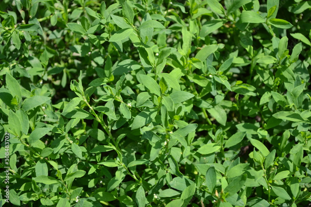Annual herbaceous plant. Green leaves, bushes. Knotweed bird, Polygonum aviculare Annual herbaceous plant. Green leaves, bushes. Knotweed bird, Polygonum aviculare