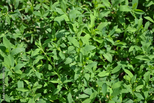 Wallpaper Mural Annual herbaceous plant. Green leaves, bushes. Knotweed bird, Polygonum aviculare Torontodigital.ca